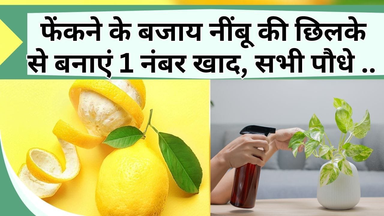फेंकने के बजाय नींबू की छिलके से बनाएं 1 नंबर खाद, सभी तरह के पौधे में फूल-फल की होगी बारिश