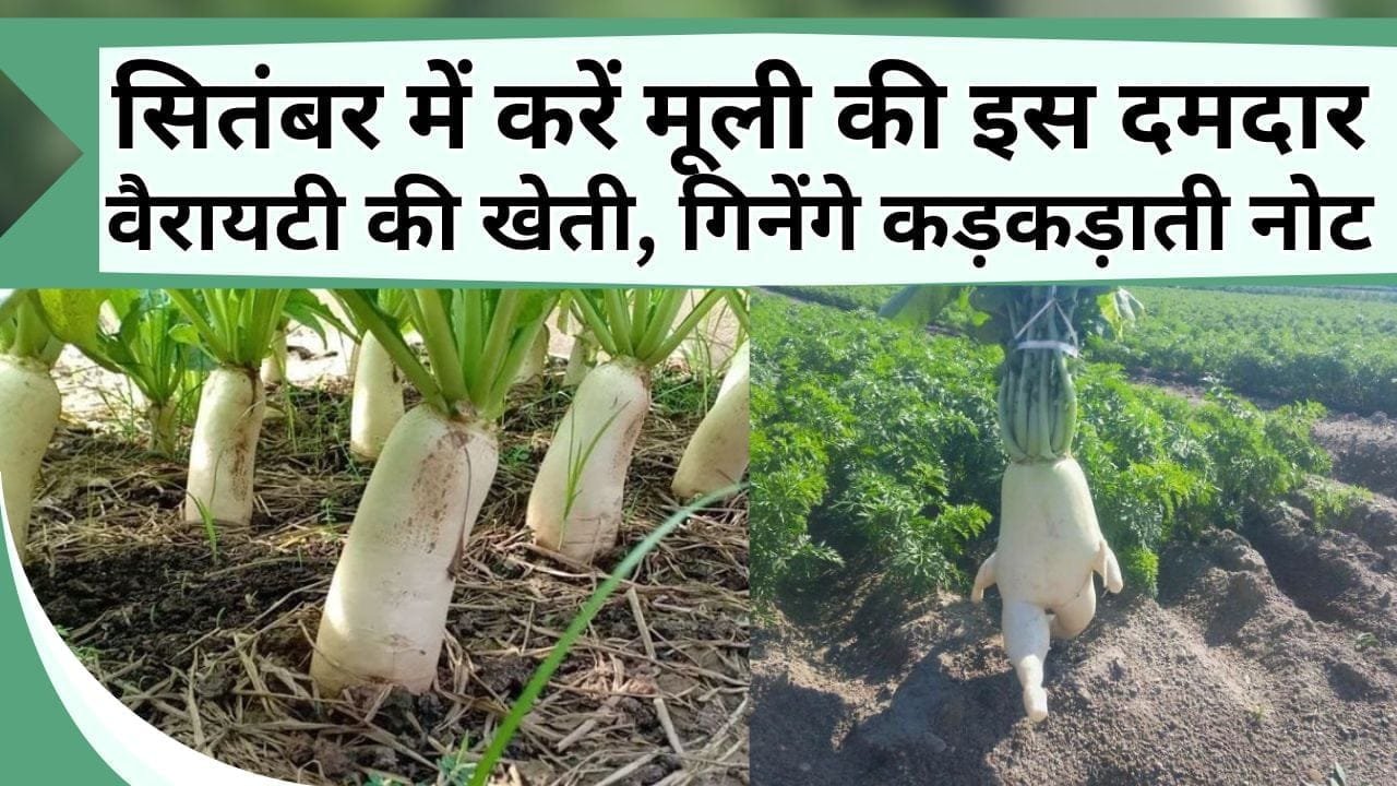 सितंबर में करें मूली की इस दमदार वैरायटी की खेती, 2 महीने के अंदर गिनेंगे कड़कड़ाती नोट, बनेंगे लखपति