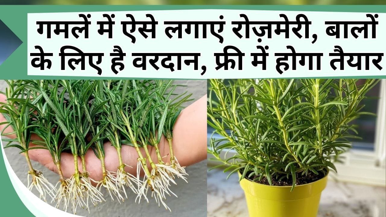 गमलें में ऐसे लगाएं रोज़मेरी का पौधा, बालों के लिए है वरदान, बाजार से क्या खरीदना फ्री में होगा तैयार