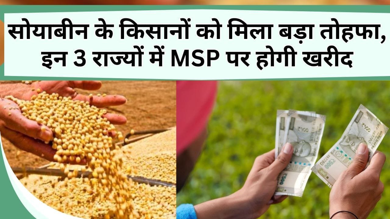 सोयाबीन के किसानों को मिला बड़ा तोहफा, इन 3 राज्यों में MSP पर होगी खरीद, जानिए किन किसानों की पलटी किस्मत