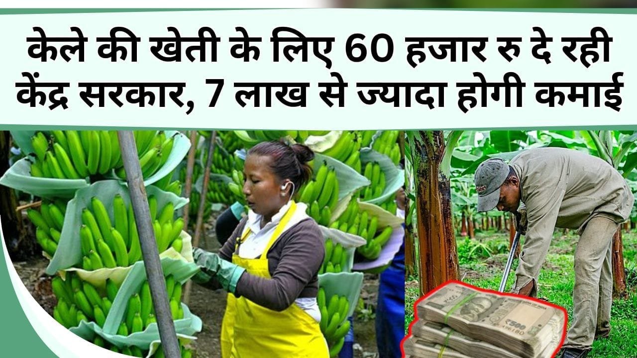 केले की खेती के लिए 60 हजार रु दे रही केंद्र सरकार, 1 हेक्टेयर से होगी 7 लाख से ज्यादा होगी कमाई, जानिये कैसे