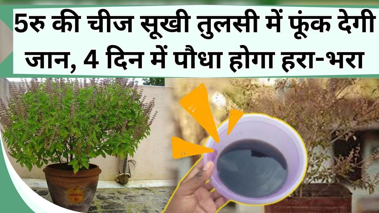 5 रु की चीज सूखी तुलसी में फूंक देगी जान, 4 दिन में पौधा होगा हरा-भरा, जानें बरगद जैसी घनी-गोल तुलसी कैसे बनायें