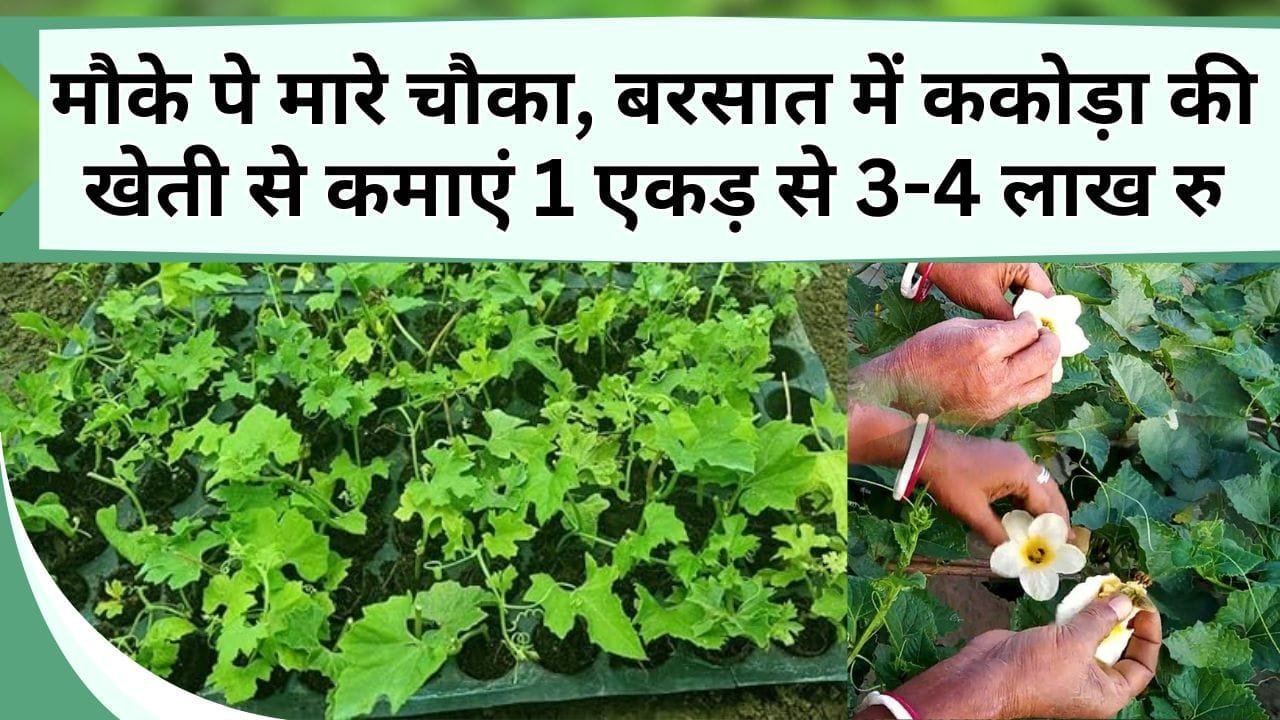 मौके पे मारे चौका, बरसात में ककोड़ा की खेती से कमाएं 1 एकड़ से 3-4 लाख रु, जानिये ककोड़ा की शानदार वेरायटी और खेती का तरीका
