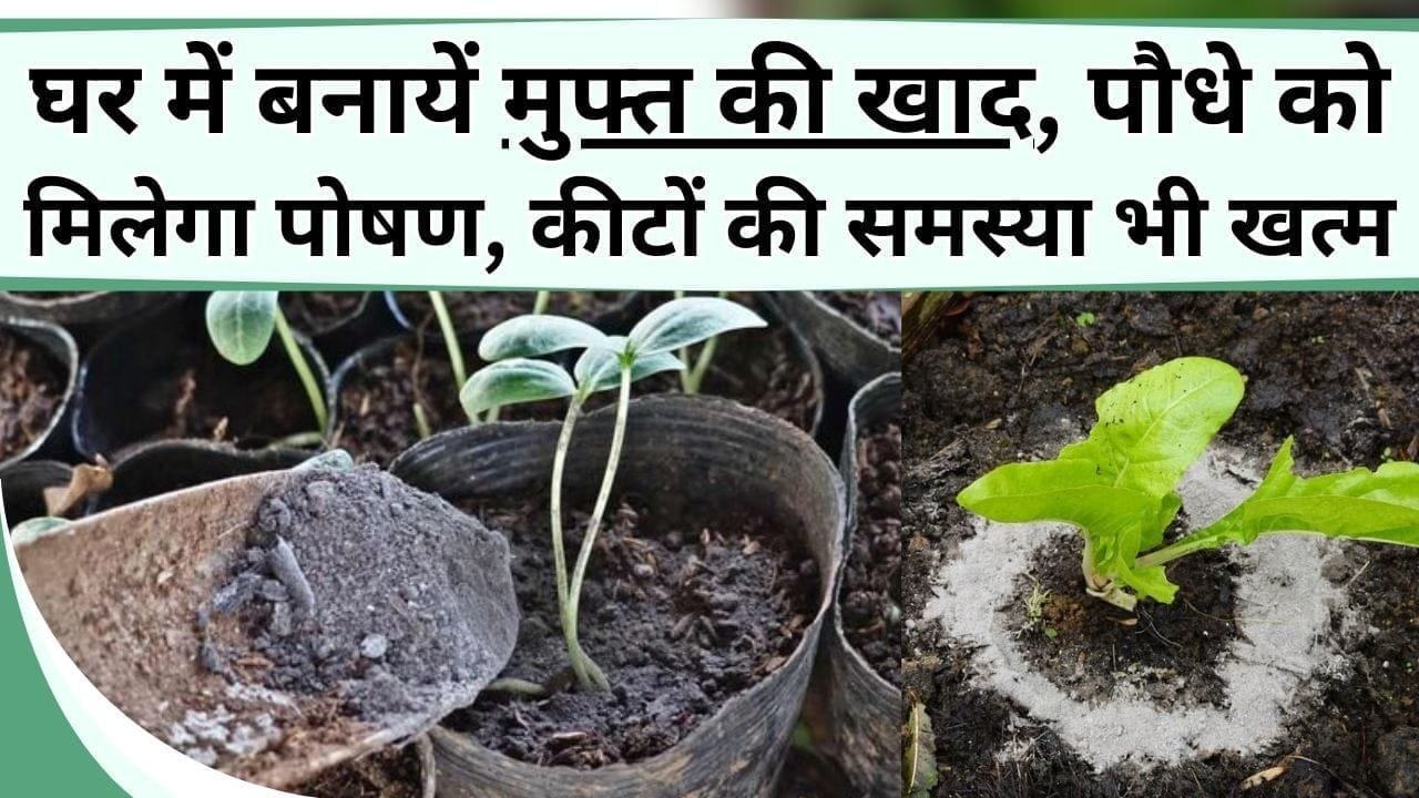 घर में बनायें मुफ्त की खाद, पौधे को मिलेगा पोषण, कीटों की समस्या भी खत्म, जानिये बिना मेहनत के कैसे बनायें