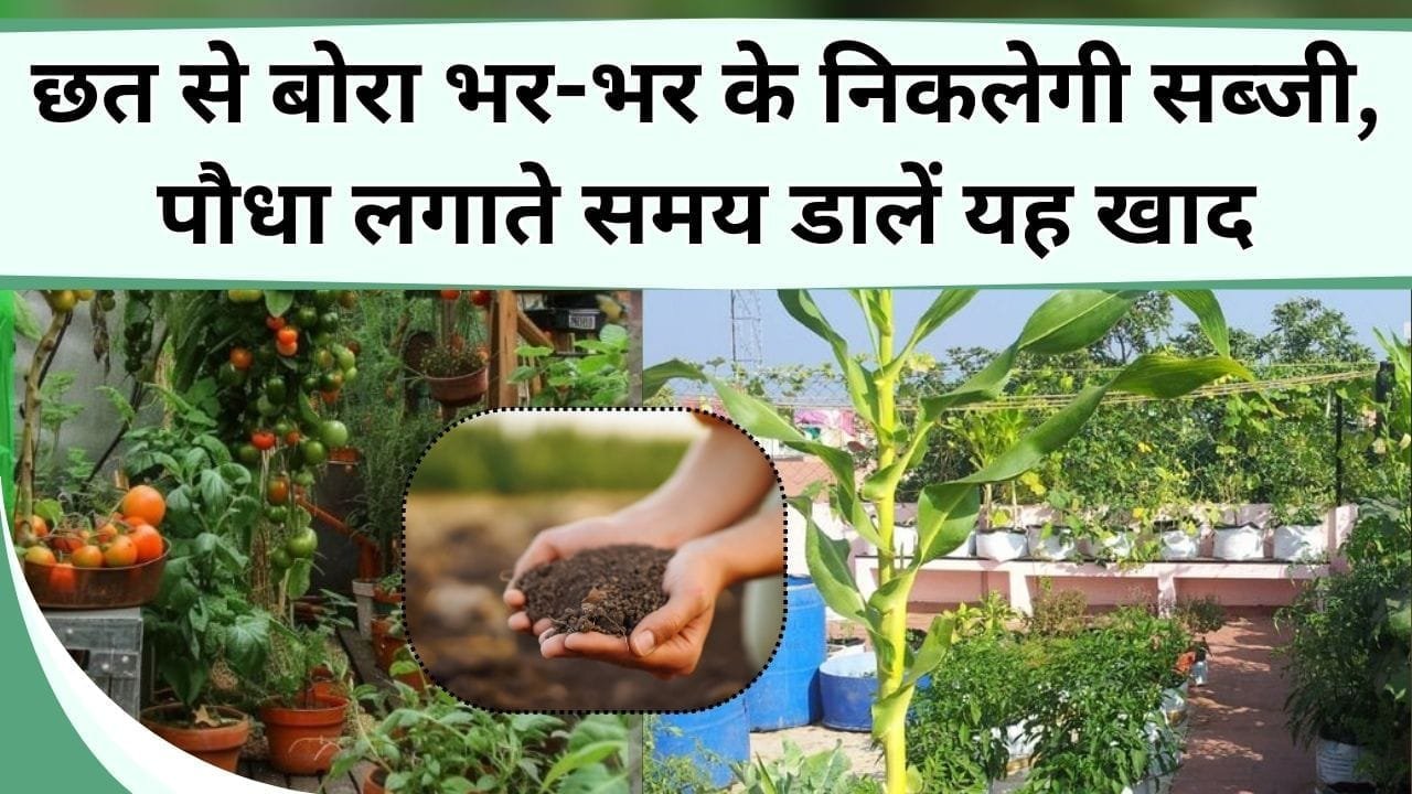 छत से बोरा भर-भर के निकलेगी सब्जी, पौधा लगाते समय डालें यह खाद, हरी सब्जियों के लिए कभी नहीं जाना पड़ेगा बाजार