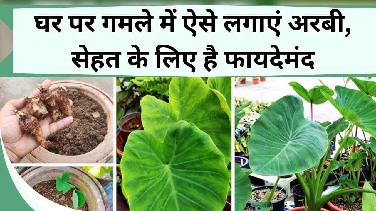 घर पर गमले में ऐसे लगाएं अरबी, सेहत के लिए है फायदेमंद, पत्तियां जड़ सब कुछ होगा तैयार