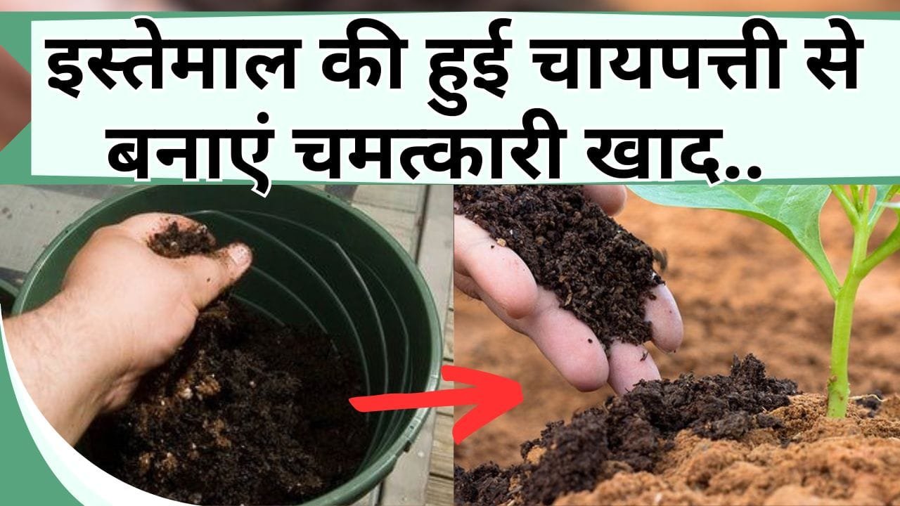 इस्तेमाल की हुई चायपत्ती से बनाएं चमत्कारी खाद, बाजार में मिलने वाली डुप्लीकेट खाद पर न करें पैसे बर्बाद