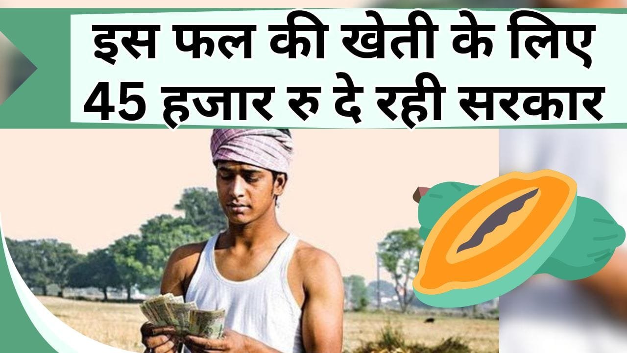 इस फल की खेती के लिए 45 हजार रु दे रही सरकार, किसानों के आय में होगा इजाफा, जानें कहाँ करें आवेदन
