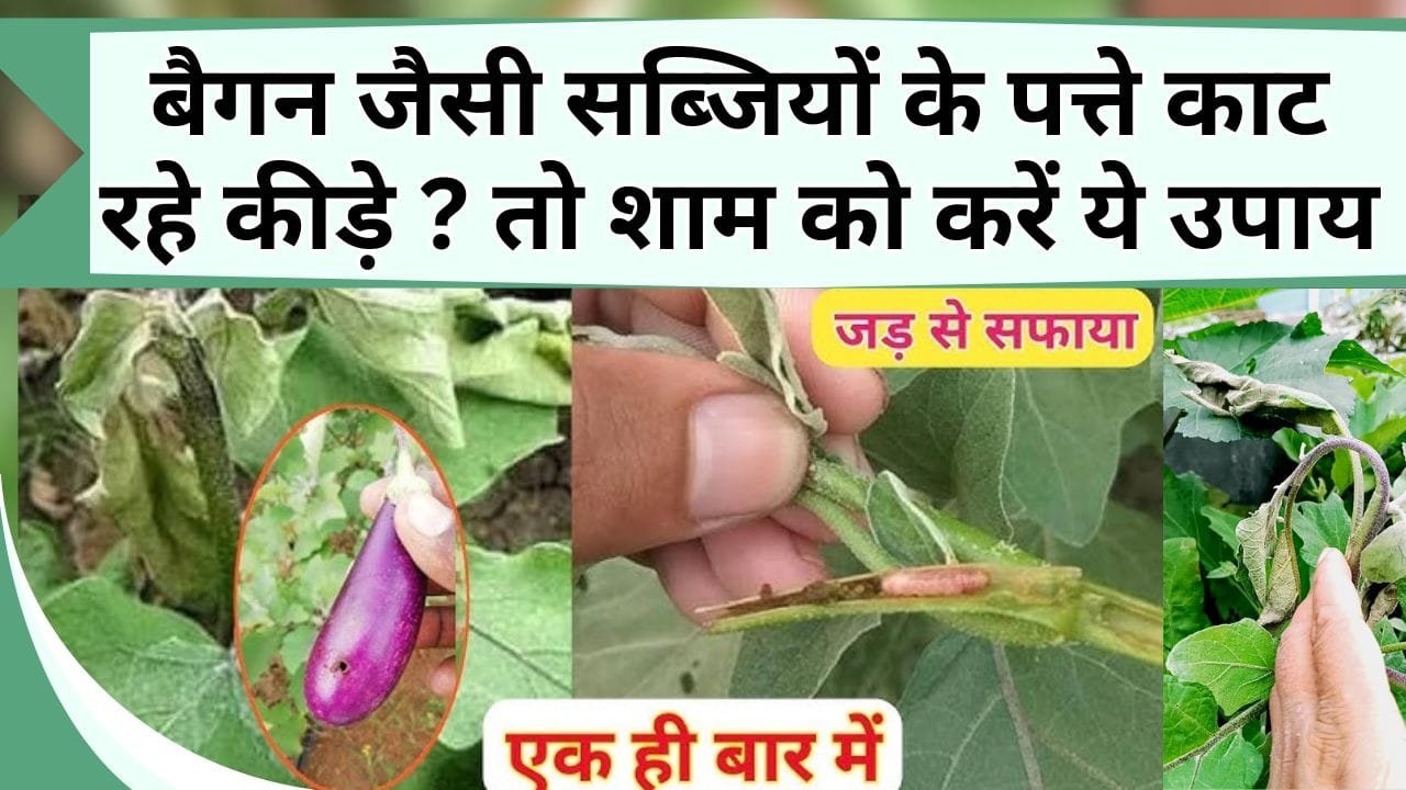 बैगन जैसी सब्जियों के पत्ते काट रहे कीड़े ? तो शाम को करें ये उपाय, बंपर आएगी सब्जी, कीटों का होगा सफाया