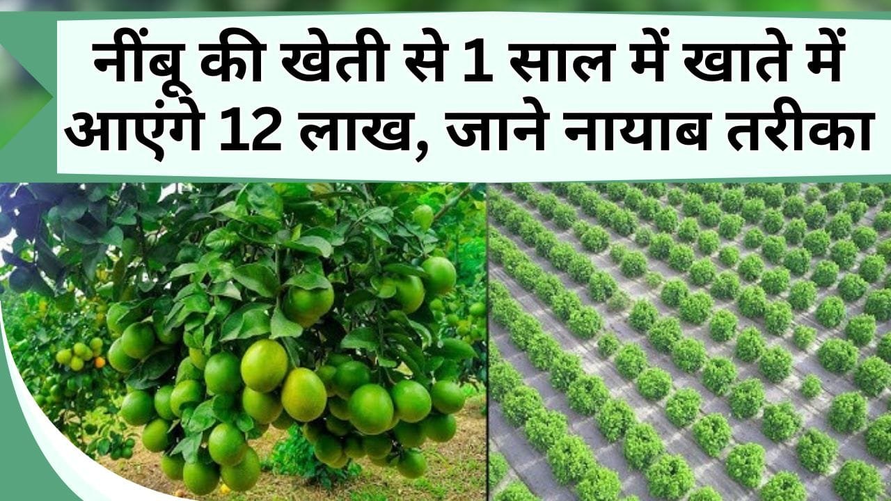 नींबू की खेती से किसान कर रहा छप्परफाड़ कमाई, 1 साल में खाते में आए 12 लाख, जाने नींबू की खेती और बिक्री का नायाब तरीका