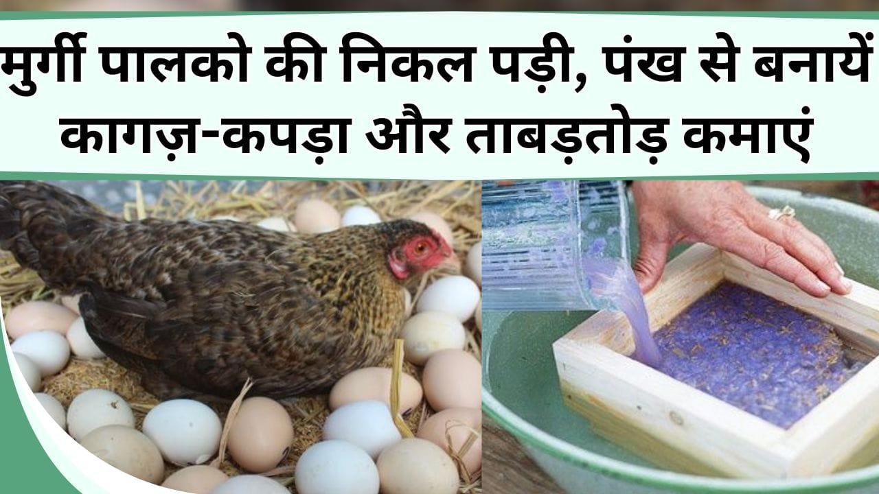 मुर्गी पालको की निकल पड़ी, पंख से बनायें कागज़-कपड़ा और करें ताबड़तोड़ कमाई, यहाँ जाने कैसे