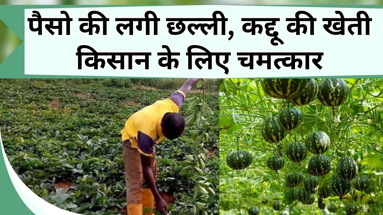 पैसो की लगी छल्ली, कद्दू की खेती किसान के लिए चमत्कार, एक बीघा से 1.5 लाख कमाते है, जानिये कैसे