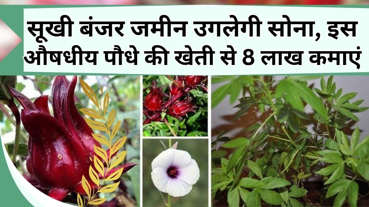 सूखी बंजर जमीन उगलेगी सोना, इस औषधीय पौधे की खेती से 7 से 8 लाख सालाना होगी कमाई, जानिए कैसे