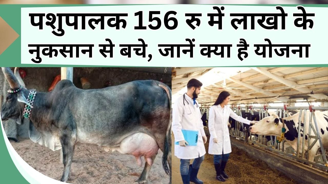 पशुपालक 156 रु में लाखो के नुकसान से बचे, यह सरकारी योजना आर्थिक स्थिति को मजबूत करेगी, गाय-भैंस और भेड़-बकरी सभी पर फायदा