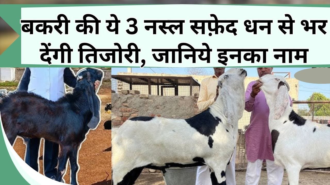 बकरी की ये 3 नस्ल सफ़ेद धन से भर देंगी तिजोरी, जानिये इनका नाम और खासियत