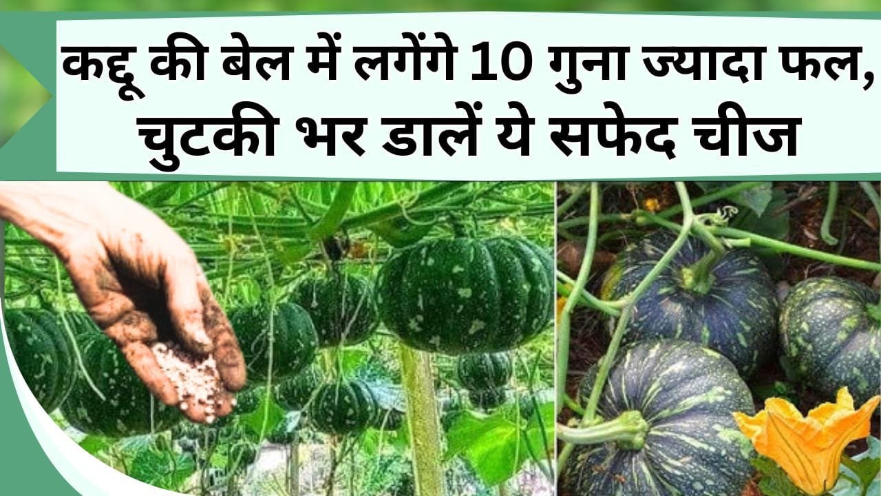 कद्दू की बेल में लगेंगे 10 गुना ज्यादा फल, चुटकी भर डालें ये सफेद चीज, यहां जानें जैविक-रासायनिक उपाय
