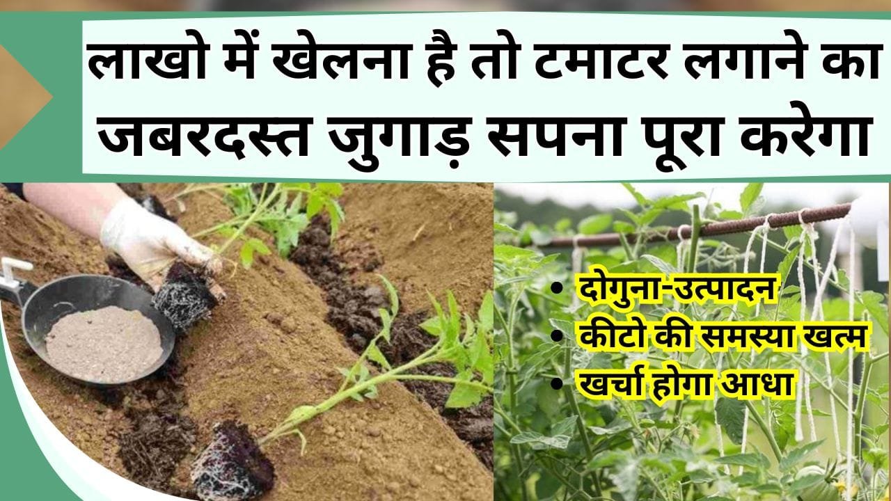 लाखो में खेलना है तो टमाटर लगाने का जबरदस्त जुगाड़ सपना पूरा करेगा, दोगुना-उत्पादन, कीटो की समस्या खत्म और खर्चा होगा आधा