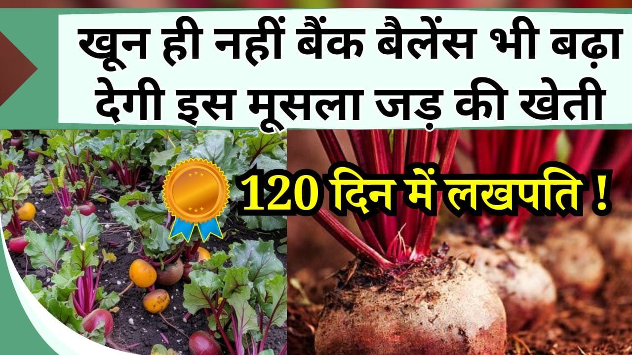 खून ही नहीं बैंक बैलेंस भी बढ़ा देगी इस मूसला जड़ की खेती, 120 दिन में लखपति बनने की जानकारी यहाँ लीजिये