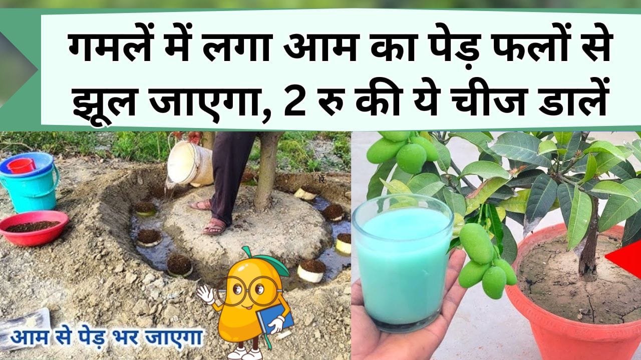 गमलें में लगा आम का पेड़ फलों से झूल जाएगा, 2 रु की ये चीज डालें, पौधे की हर समस्या दूर करके आम से लाद देगा