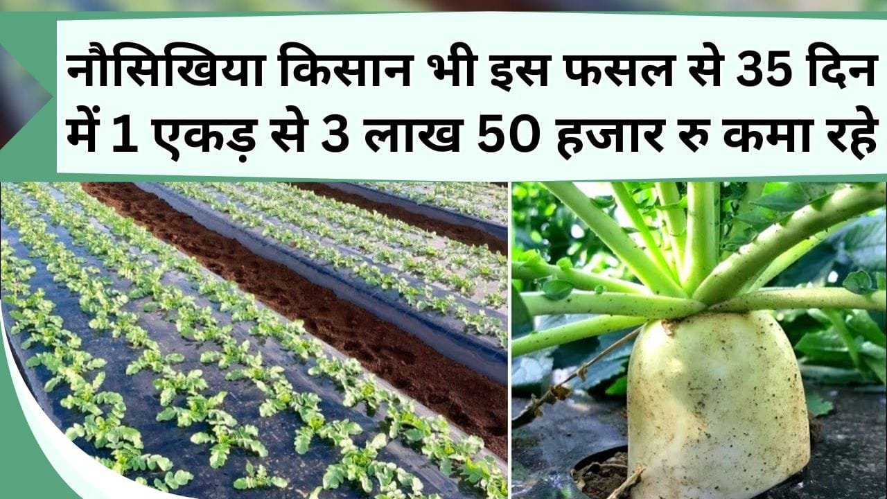 नौसिखिया किसान भी इस फसल से 35 दिन में 1 एकड़ से 3 लाख 50 हजार रु कमा रहे, जानिये लागत और कैसे करें खेती