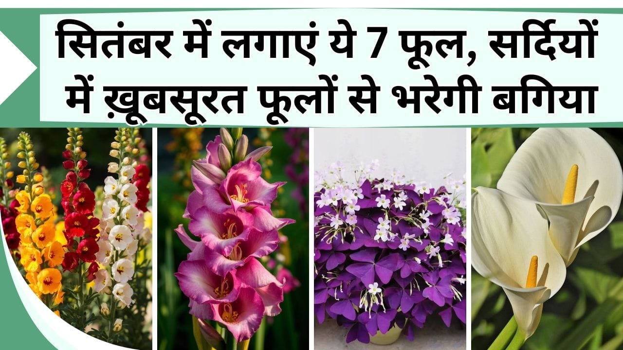 सर्दियों में ख़ूबसूरत फूलों से भरी बगिया देख पड़ोसी की आँखे चमक जाएंगी, सितंबर में लगाएं ये बल्ब वाले पौधे, जानें नाम