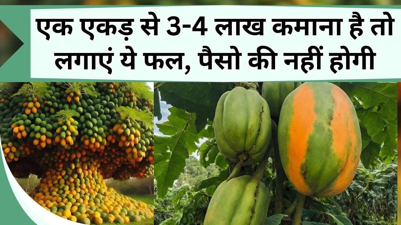 एक एकड़ से 3-4 लाख कमाना है तो लगाएं ये फल, पैसो की नहीं होगी, जानिये कितना आएगा खर्चा