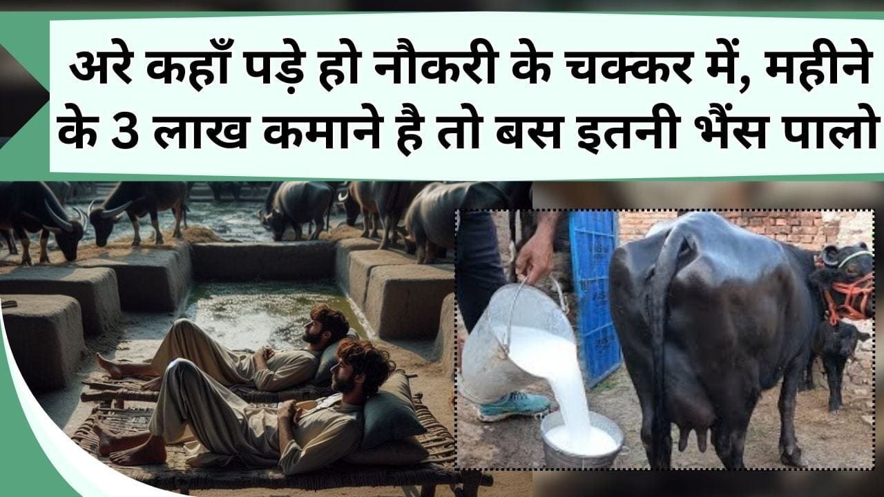 अरे कहाँ पड़े हो नौकरी के चक्कर में, महीने के 3 लाख कमाने है तो इतनी भैंस खूंटे से बांधो, चार लोग आगे पीछे घूमेंगे
