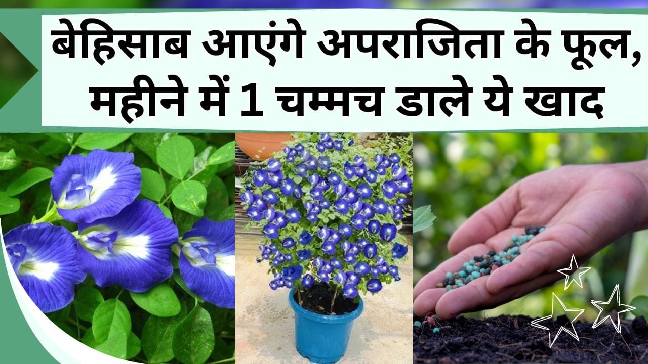 बेहिसाब आएंगे अपराजिता के फूल, महीने में 1 चम्मच डाले ये खाद, फूलों की बारिश देख अंतरात्मा हो जायेगी खुश