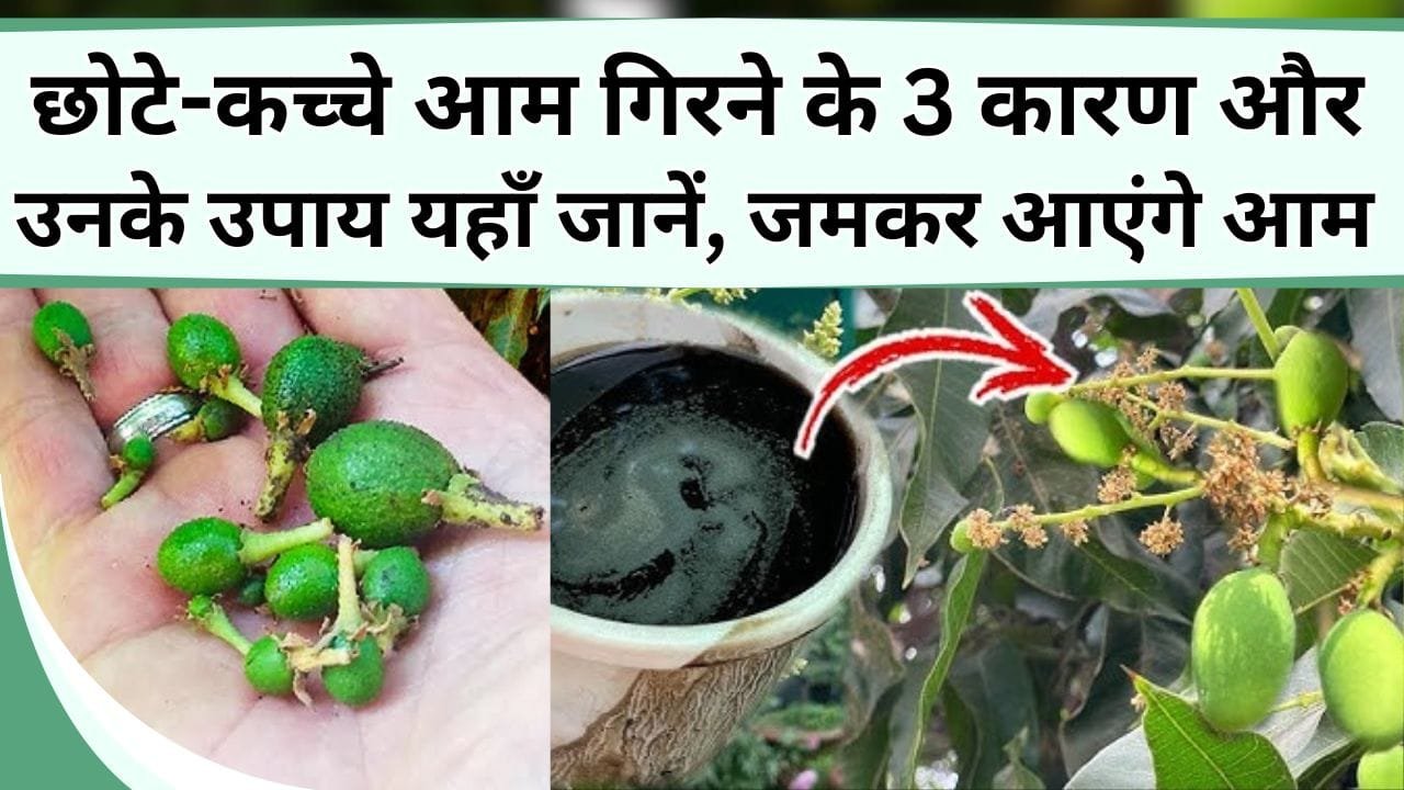छोटे-कच्चे आम गिरने के 3 कारण और उनके उपाय यहाँ जानें, जमकर पौधे में आएंगे आम, एक भी फल नहीं जाएगा बेकार