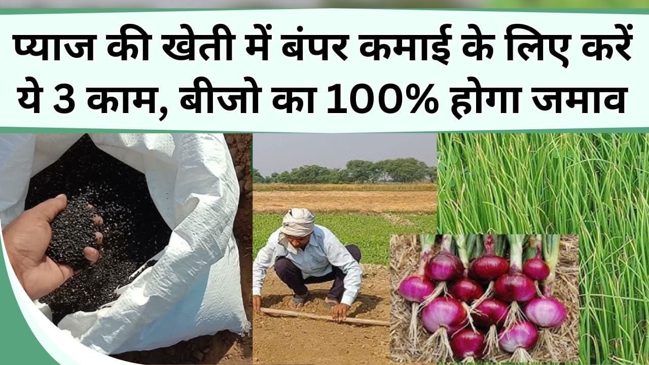Farming Tips: प्याज की खेती में बंपर कमाई के लिए करें ये 3 काम, बीजो का 100% होगा जमाव, नर्सरी पूरी तरह होगी तैयार