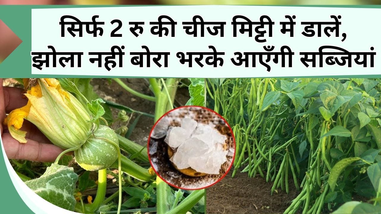 सिर्फ 2 रु की चीज मिट्टी में डालें, झोला नहीं बोरा भरके आएँगी सब्जियां, जानें जादुई चीज का नाम और इस्तेमाल का तरीका
