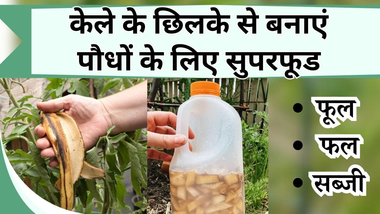 केले के छिलके से बनाएं पौधों के लिए सुपरफूड, पोटेशियम से भरपूर खाद से भर जाएंगे फूल और सब्जियाँ