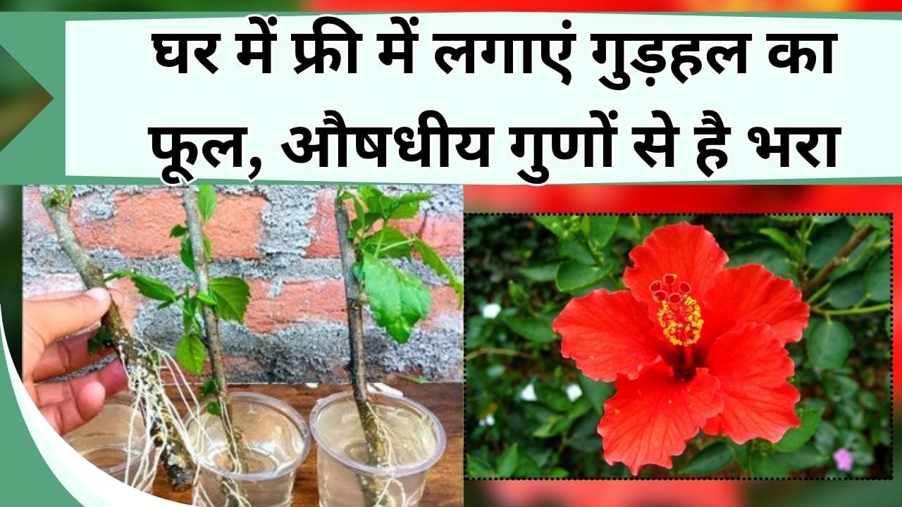 घर में फ्री में लगाएं गुड़हल का फूल, औषधीय गुणों से है भरा, कभी नहीं होगी फूलों की कमी, जानें टहनी से गुड़हल कैसे लगाएं