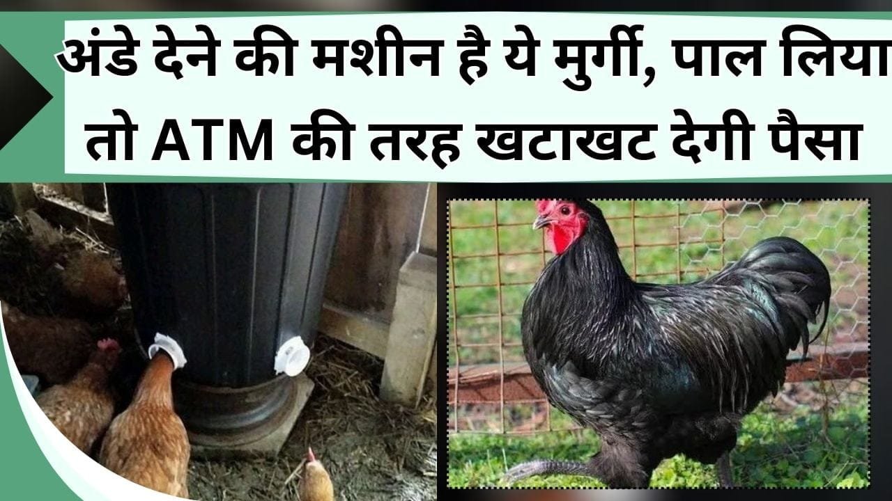 अंडे देने की मशीन है ये मुर्गी, इसको पाल लिया तो ATM मशीन की तरह खटाखट देगी पैसा, जानिये इसका नाम और खासियत
