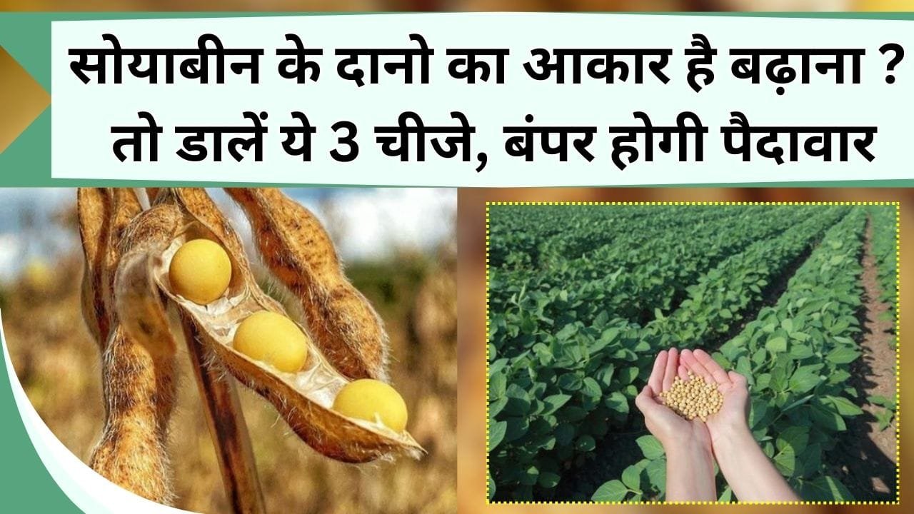 सोयाबीन के दानो का आकार है बढ़ाना ? तो डालें ये 3 चीजे, बंपर होगी पैदावार, दानों की चमक से चौंधिया जाएंगी आँखे