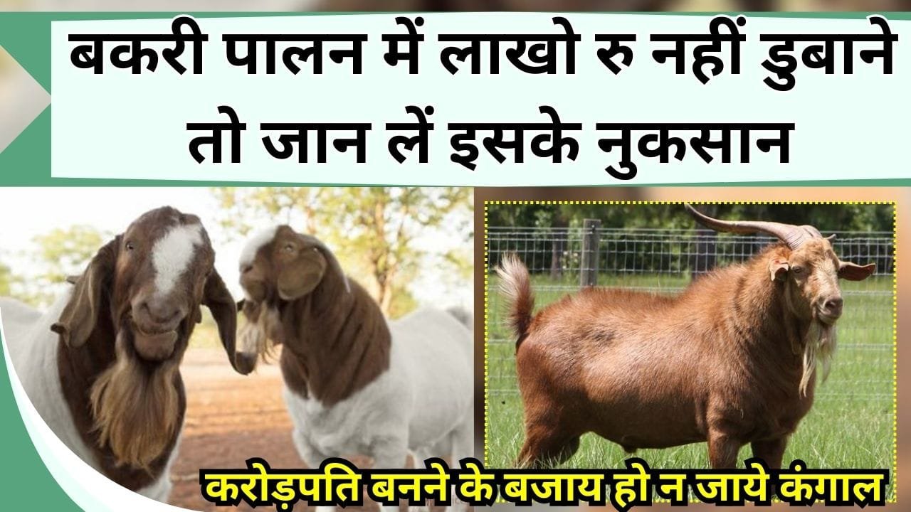 बकरी पालन में लाखो रु नहीं डुबाने तो जान लें इसके नुकसान, करोड़पति बनने के बजाय हो न जाये कंगाल