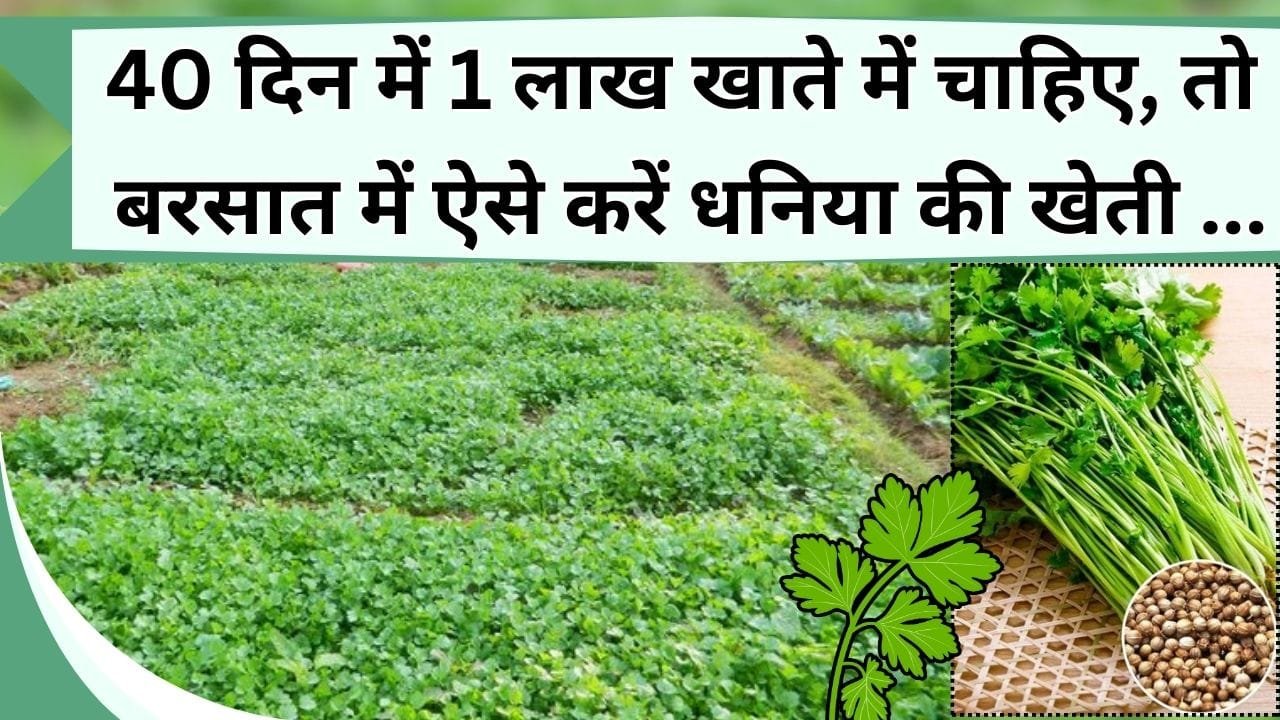 40 दिन में 1 लाख खाते में चाहिए, तो बरसात में ऐसे करें धनिया की खेती, कम समय में होंगे मालामाल