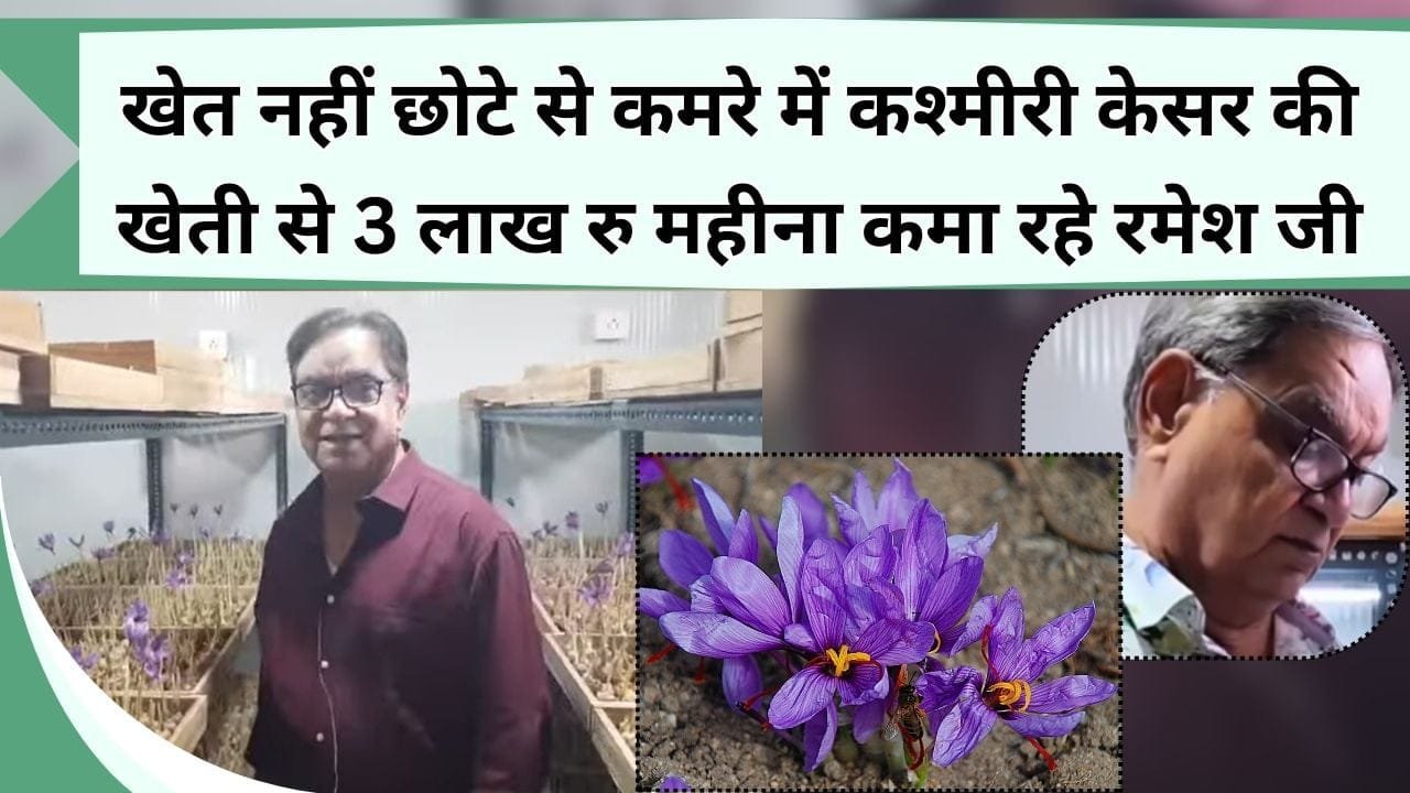 खेत नहीं छोटे से कमरे में कश्मीरी केसर की खेती से 3 लाख कमा रहे रमेश जी, जानिये कैसे करते है ये चमत्कार