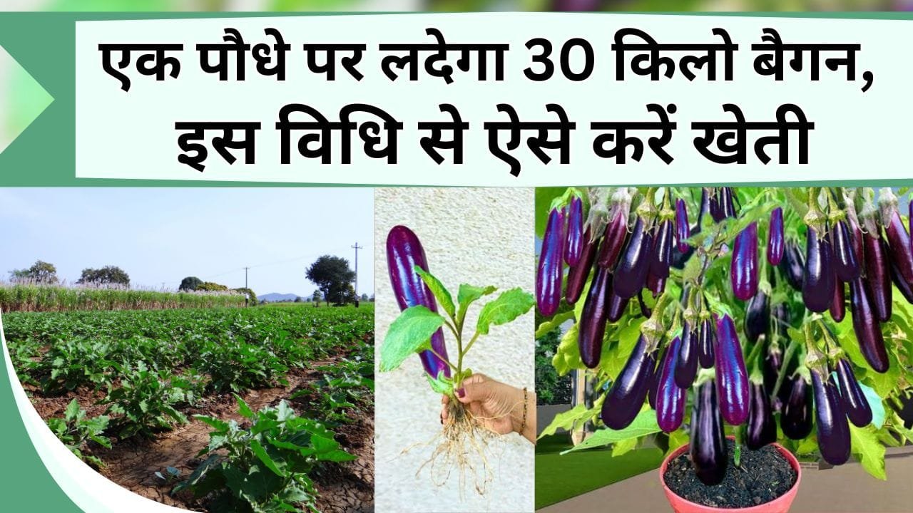 एक पौधे पर लदेगा 30 किलो बैगन, 5 गुना होगी पैदावार, ग्राफ्टेड विधि से ऐसे करें बैगन की खेती, बेचते-बेचते थक जाएंगे, इतना फल देगा बैगन