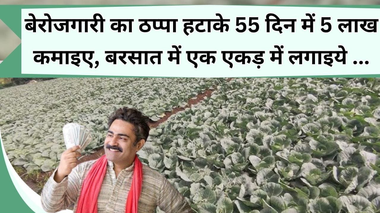 बेरोजगारी का ठप्पा हटाके 55 दिन में 5 लाख कमाइए, बरसात में एक एकड़ में लगाइये ये फसल, मुंह-मांगी मिलती है कीमत