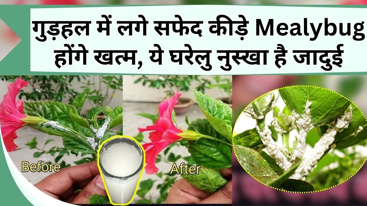 गुड़हल में सफेद कीड़े Mealybug का है अटैक ? जानें मिलीबग हटाने का घरेलु नुस्खा, हमेशा के लिए मिल जाएगा छुटकारा
