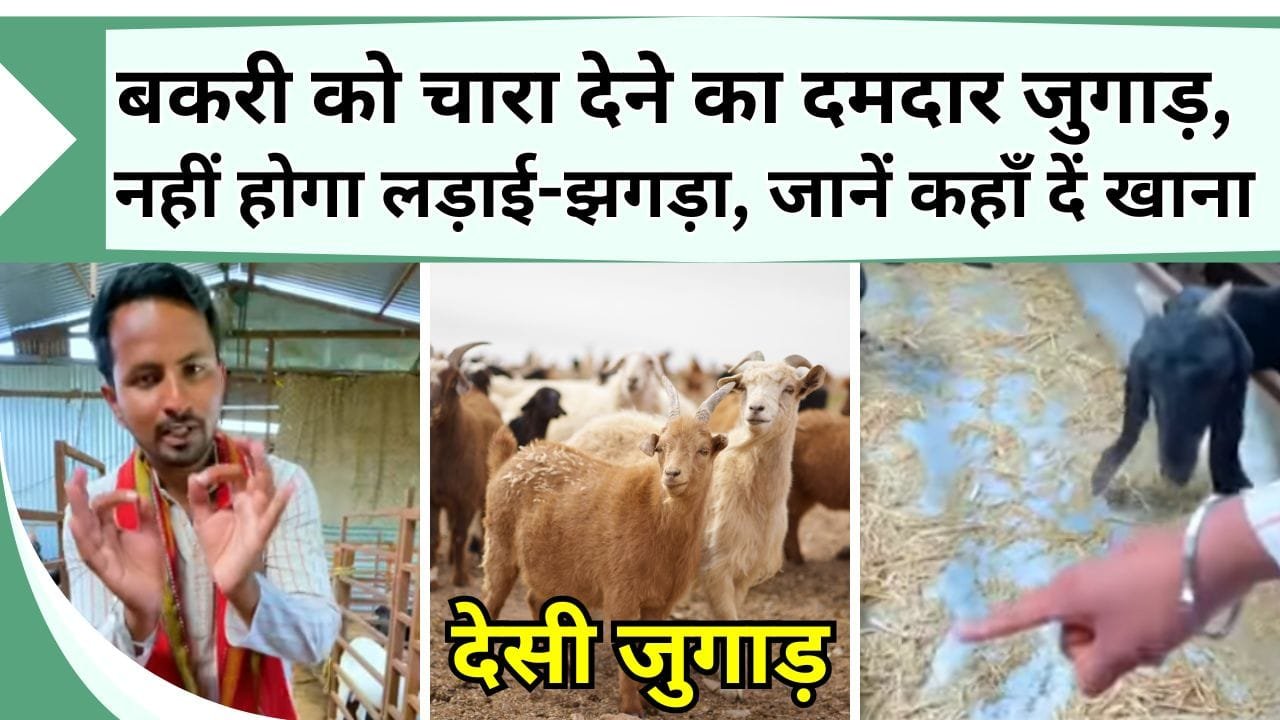 बकरी को चारा देने का दमदार जुगाड़, नहीं होगा लड़ाई-झगड़ा, जानें कहाँ दें बकरियों को खाना जिस्से जानमाल की हानि न हो