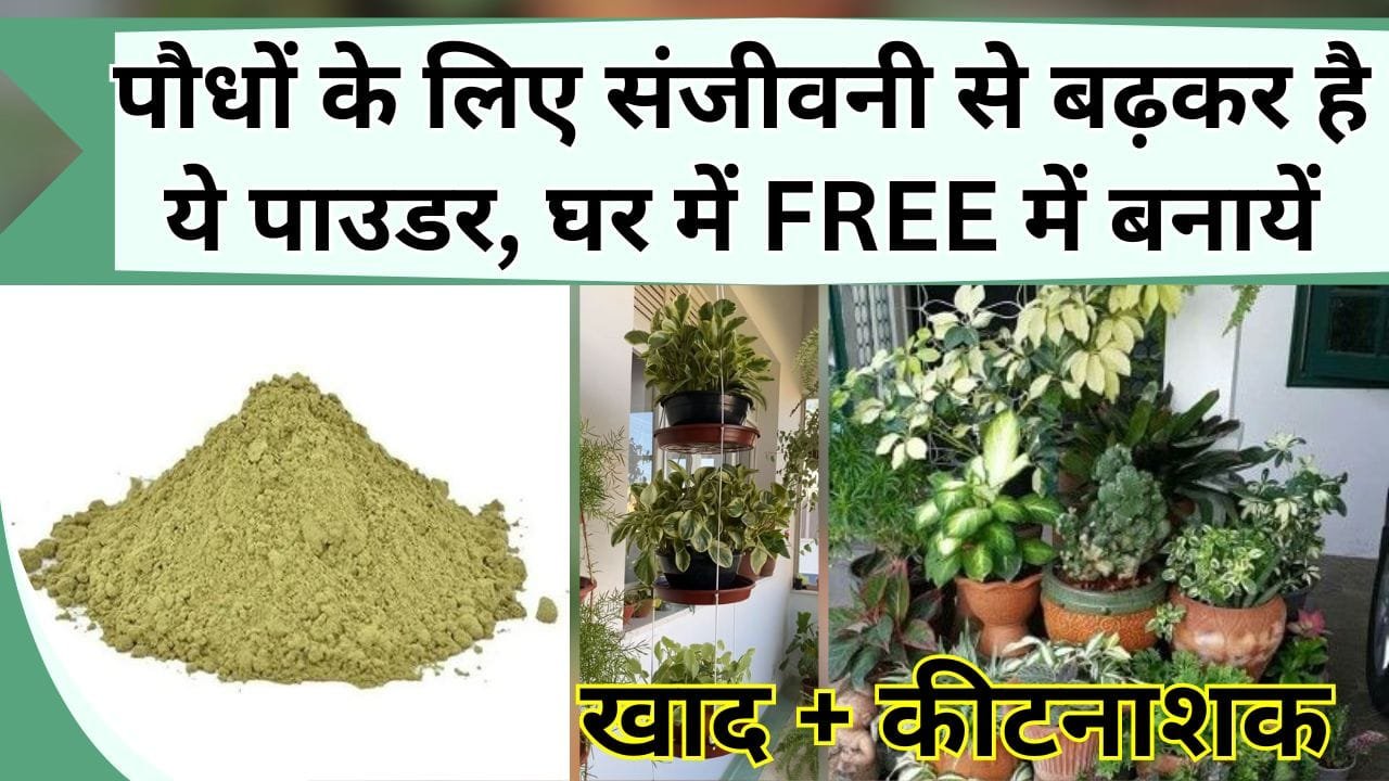 पौधों के लिए संजीवनी से बढ़कर है ये पाउडर, घर में FREE में बनायें, खाद-कीटनाशक दोनों का करेगा काम
