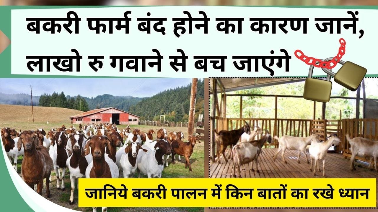 बकरी फार्म बंद होने का कारण जानें, लाखो रु गवाने से बच जाएंगे, जानिये बकरी पालन में किन बातों का रखे ध्यान