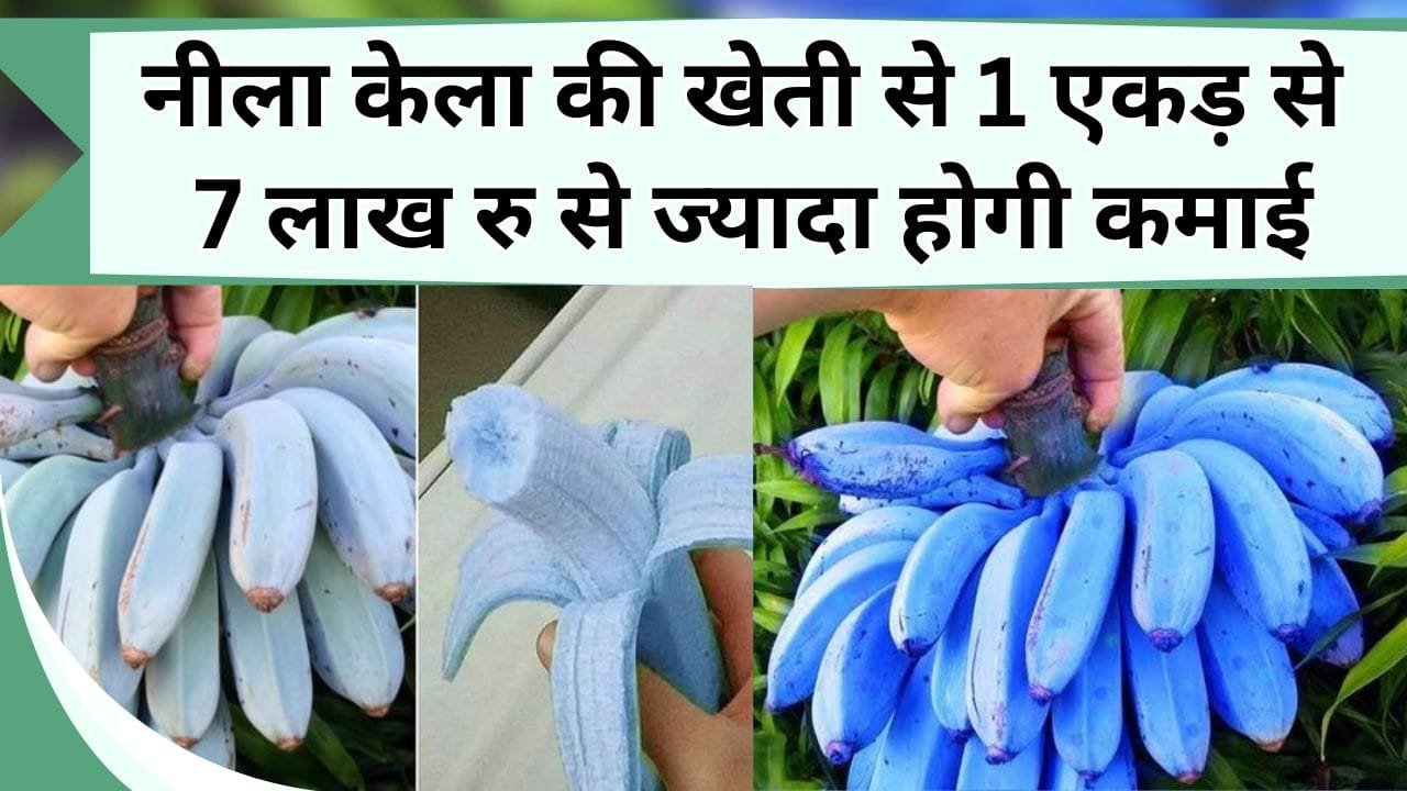 नीला केला की खेती