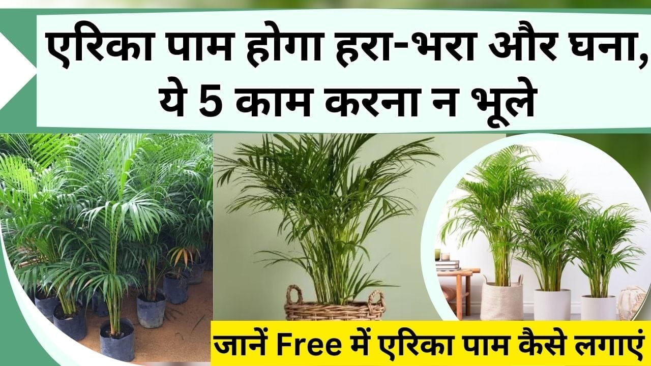 एरिका पाम होगा हरा-भरा और घना