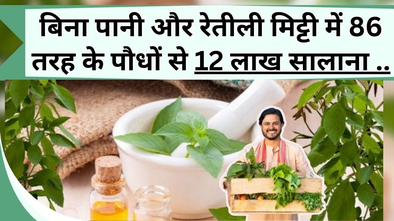 बिना पानी और रेतीली राजस्थान की मिट्टी में 86 तरह के औषधीय पौधे