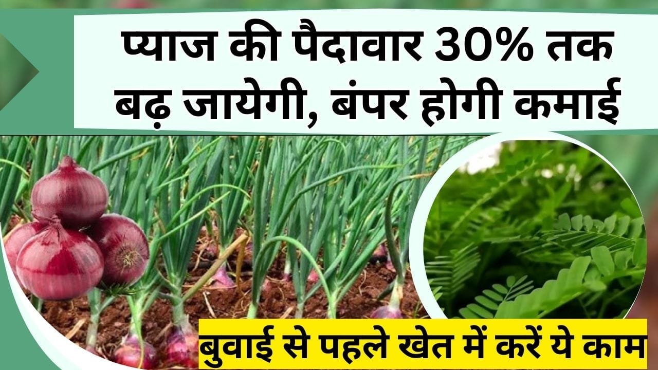 प्याज की पैदावार 30% तक बढ़ जायेगी, बंपर होगी कमाई, बुवाई से पहले खेत में करें ये काम, पहले से बढ़ जायेगी आमदनी