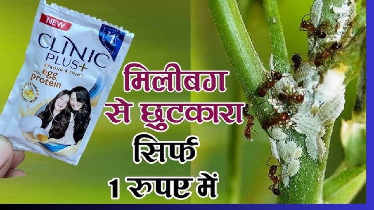 1 रु का शैंपू सफ़ेद कीड़े मिलीबग का सफाया करेगा