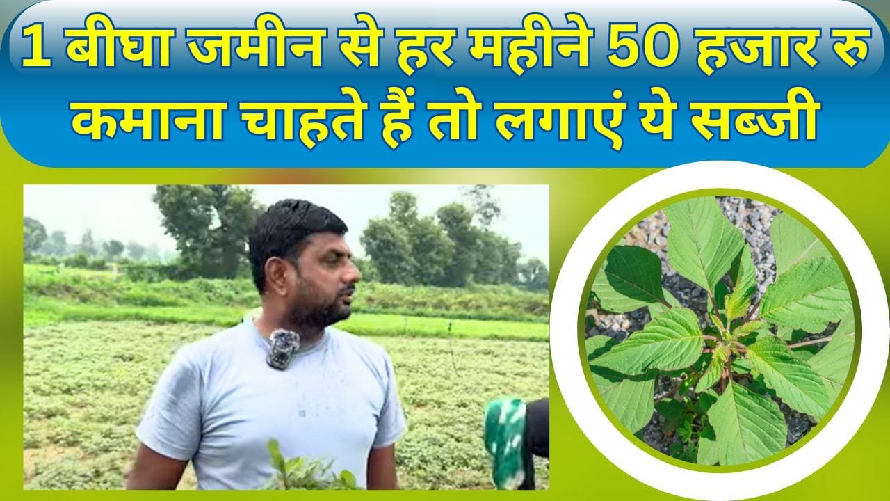 1 बीघा जमीन से हर महीने 50 हजार रु कमाना चाहते हैं तो लगाएं ये सब्जी